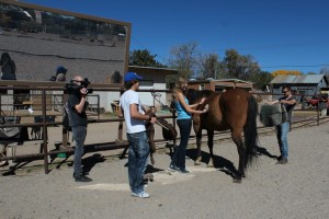 Grooming the horses is extremely important not only for the horses health but also for the riders safety. 