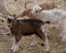 Naming the goats