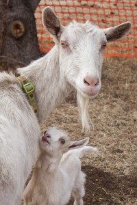 The white baby goat wouldn't leave its mother's side. Photo by: Bego Aznar