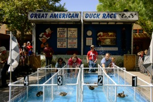 The New Mexico State Fair is one of the few places left you can still race ducks on Friday September 12, 2014. Photo by Luke E. Montavon/The Jackalope