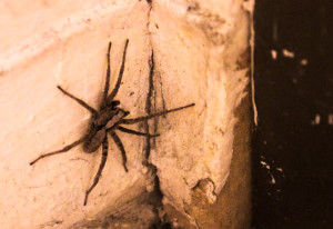 Garden spider inside a Mountain View Apartment. Photo by Charlotte Martinez