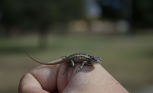 Small lizard sits on photo major Forrest Sopers hand.  Photo by Kyleigh Carter.