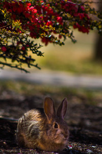 A bunny enjoying a nice day on campus. Photo By Christy Marshall