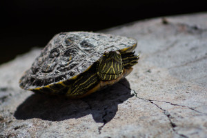 Little turtle sun baths on a rock. Photo by Christy Marshall
