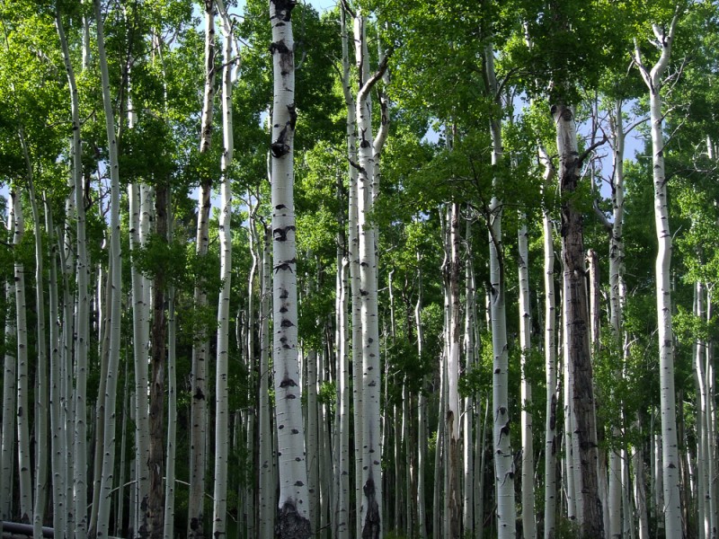 Aspens, how could you not love them?