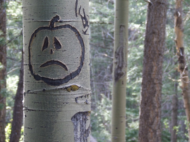 Although technically a hardwood, aspens are relatively soft and can easily be carved.