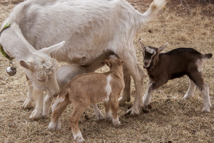 The baby goats were hungry and would not leave their mother’s side. Photo by: Bego Aznar