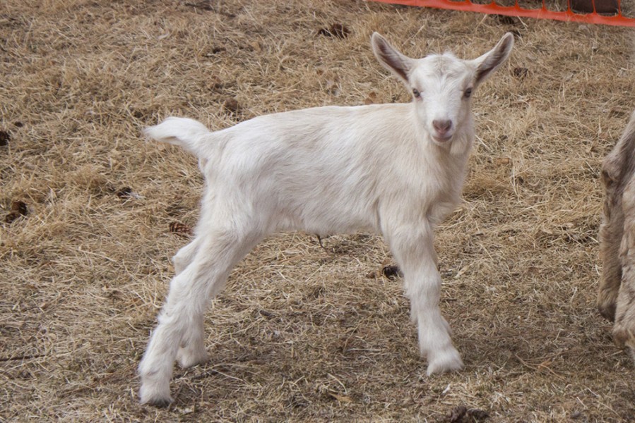 The white baby goat was surprised to see so many people. Photo by: Bego Aznar