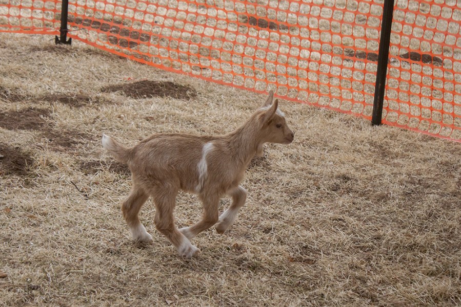 One of the baby goats jumping around. Photo by: Bego Aznar
