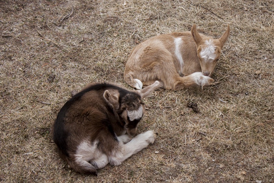 Two of the baby goats taking a nap. Photo by: Bego Aznar