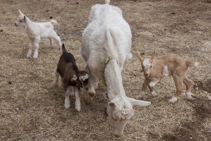 Three of SFUAD’s baby goats  now have names. Photo by: Bego Aznar