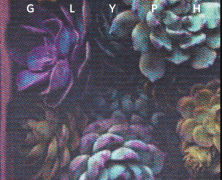 Glyph Gala 2014