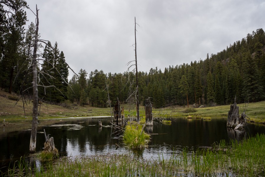 A marsh in New Mexico? At Vallecitos anything is possible. Photo by Luke Montavon 