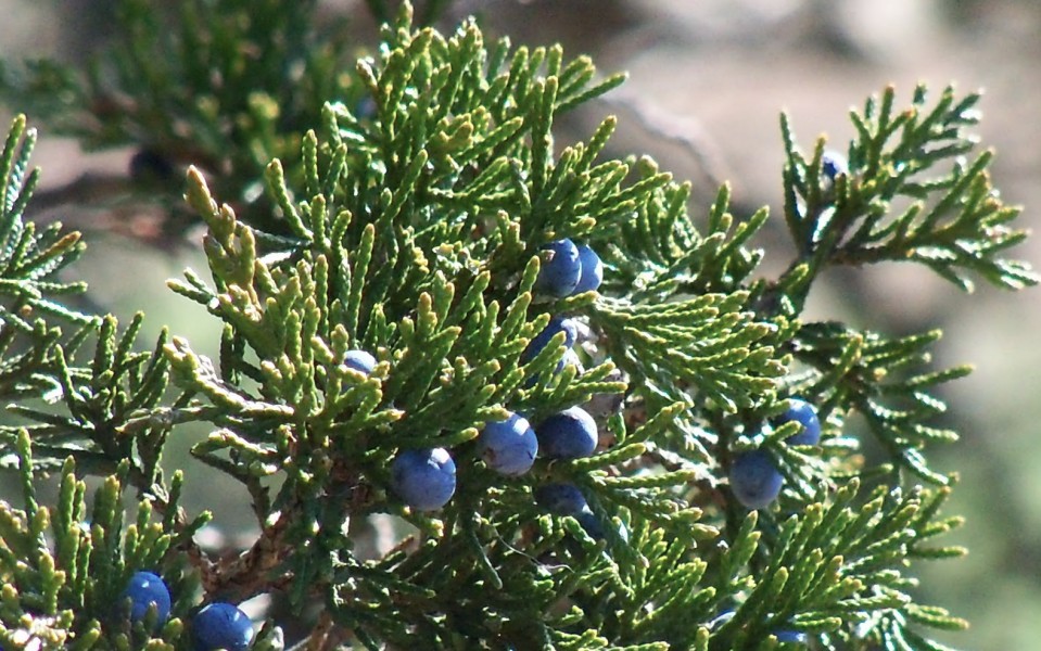 Juniper, is used aromatically and for ingestion. It helps the stomach, spider bits and it can be used as a laxative. 