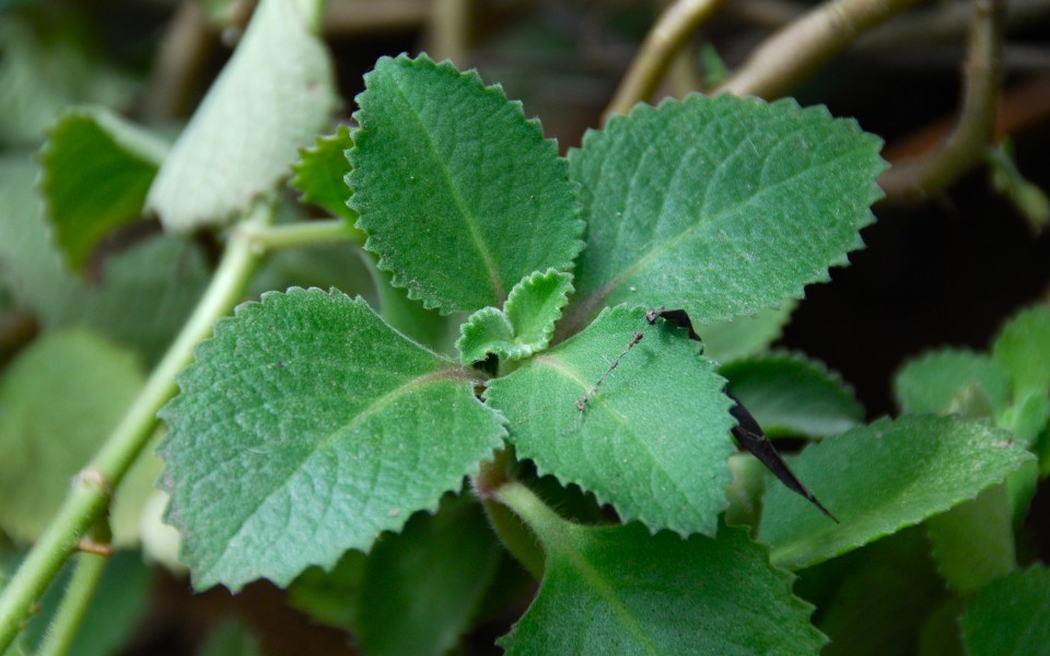 Oregeno (Mexican) is used for sore throats, bronchitis and for expelling intestinal worms.
