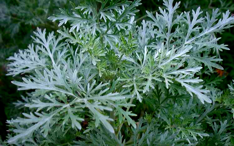 Estafiate (Wormwood) is used  as a tea or a pulp to clear indigestion and eliminate gas. 

