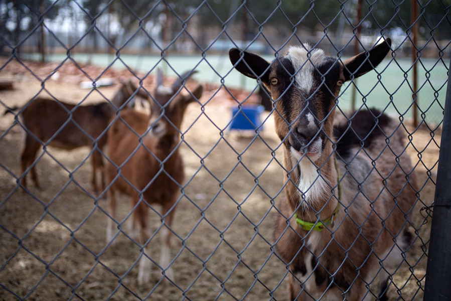 The campus goats, presumably enjoying spring as well. Photo by René Bjorheim
