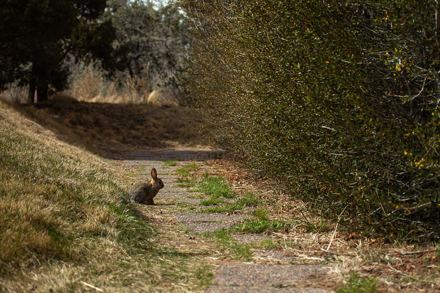 A rabbit chilling out before hiding in the bushes. Photo by René Bjorheim