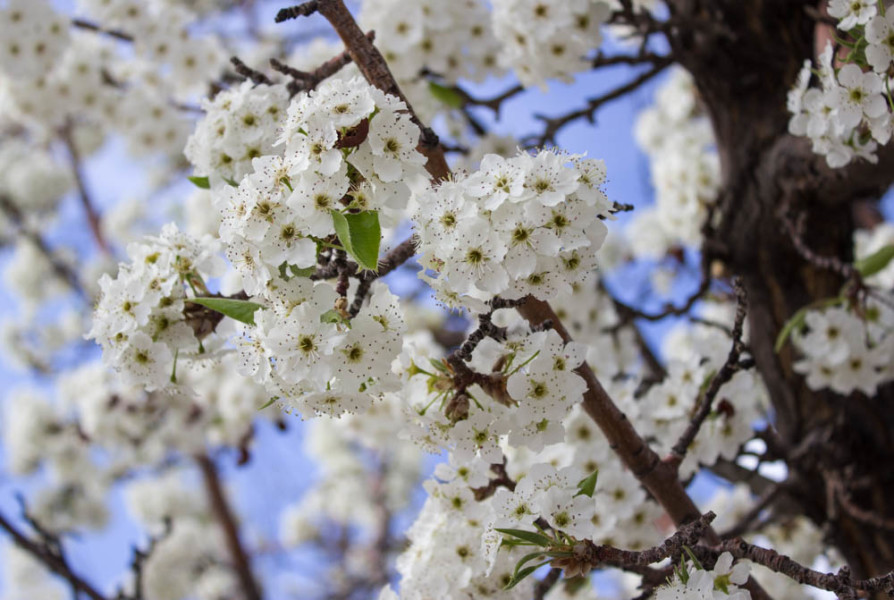 These beautiful white blossom trees can be found all around campus. Photo by Kyleigh Carter. 
