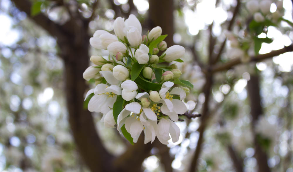 White blossom trees in full bloom on campus. Photo by Kyleigh Carter.