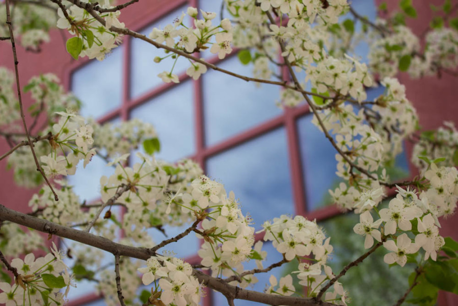 White blossom tree in bloom behind The Thaw Art building. Photo by Kyleigh Carter.