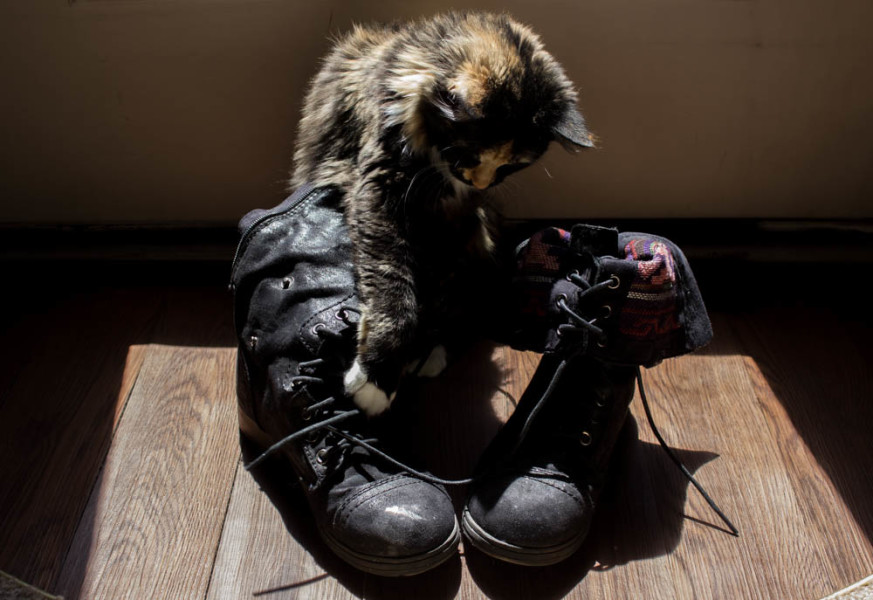 Young kitten discovers punk. Photo by Kyleigh Carter.