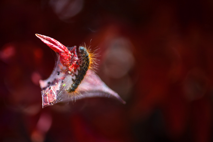 A caterpillar making shelter in a red bush. Photo by René Bjorheim
