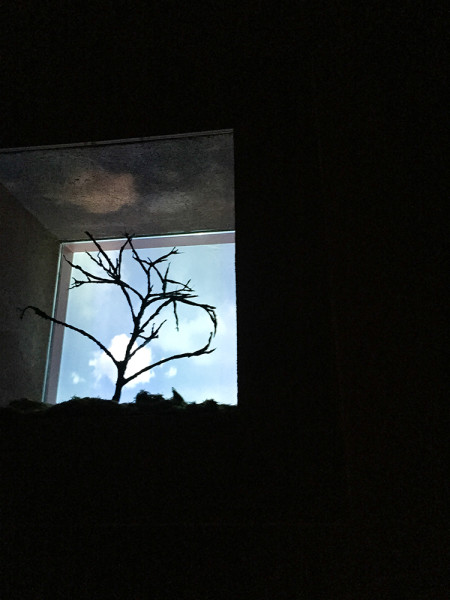 A tree grows in OVF. Photo by Julia Goldberg