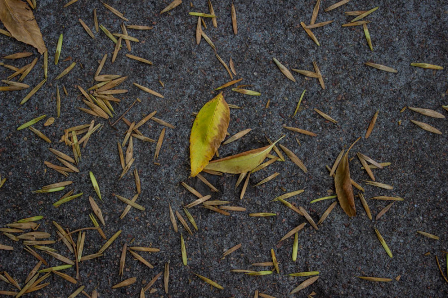 Sidewalks are starting to be covered by fallen leaves. Photo by Kyleigh Carter. 