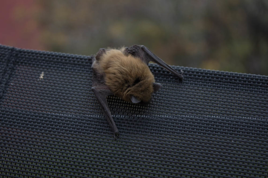 This bat can use the tip of its wings to capture food. Photo by Kyleigh Carter.