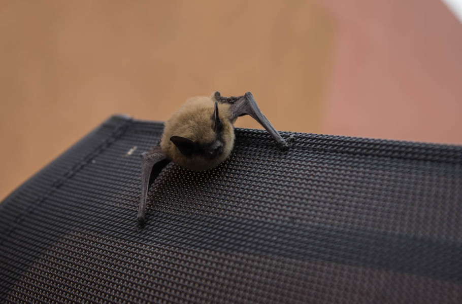 The little brown bat can consume its food while in flight. Photo by Kyleigh Carter.