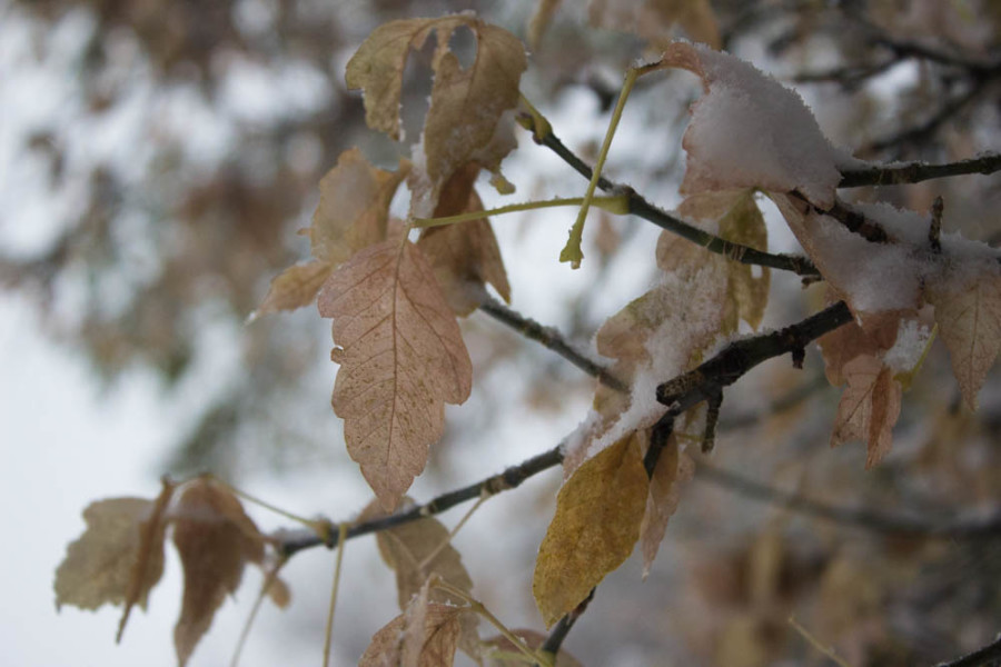Snow covered leaves. Photo by Kyleigh Carter.