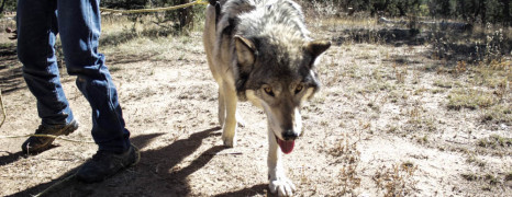 Students Visit Wolf Sanctuary