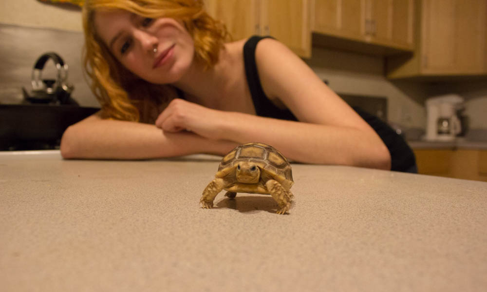 This is Steve the tortoise, Johnson’s newest pet. Photo by Kyleigh Carter.