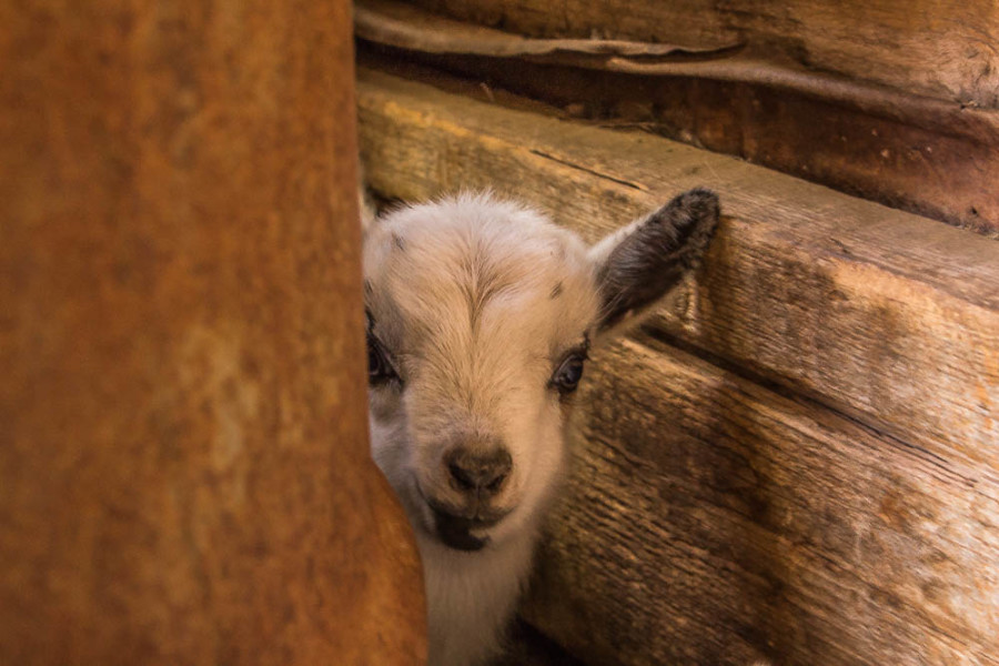 A curious baby goat looks around a barrel at the camera. Photo by Christy Marshall