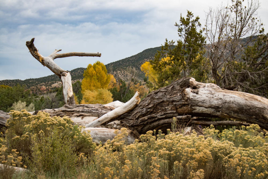 Remnants of a huge, old cottonwood tree along the bank of the Chama River. Photo credit: Chris Dorantes