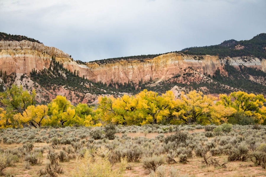Fall colors add to the beauty of the Chama River Valley. Photo credit: Chris Dorantes