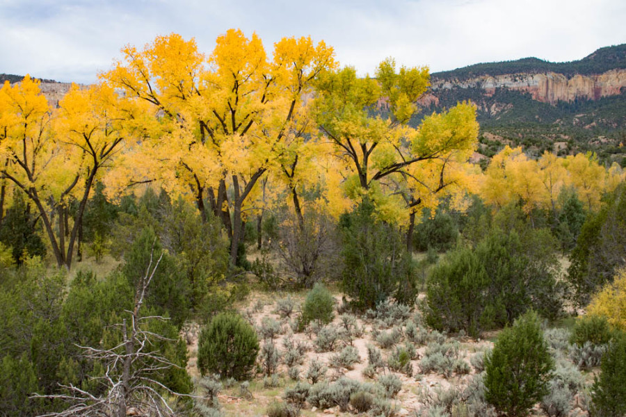 The cottonwood trees are showing their fall colors in the Chama River Valley. Photo credit: Chris Dorantes