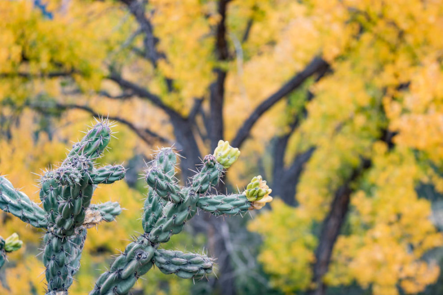 Cactus are part of the diverse ecology along the Chama River Valley. Photo credit: Chris Dorantes