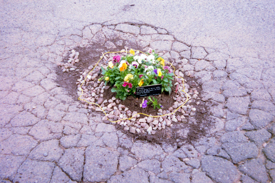 Whitney Wernick used annual flowers to fill the potholes around SFUAD’s campus.