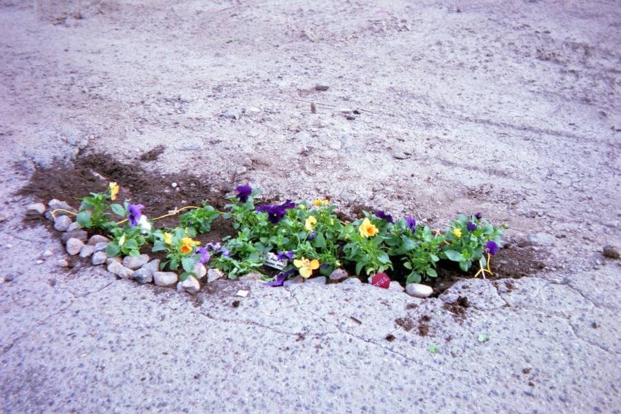 Whitney Wernick used annual flowers to fill the potholes around SFUAD’s campus.