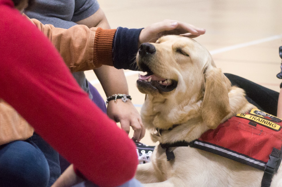 The dogs receive a large amount of love as students spend time setting aside their stress from finals. Photo by Jennifer Rapinchuk.