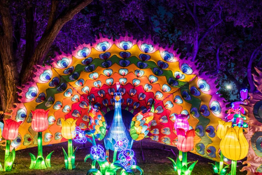 A beautiful peacock wanders among some lilies at the Chinese Lantern Festival. Photo by Chris Dorantes