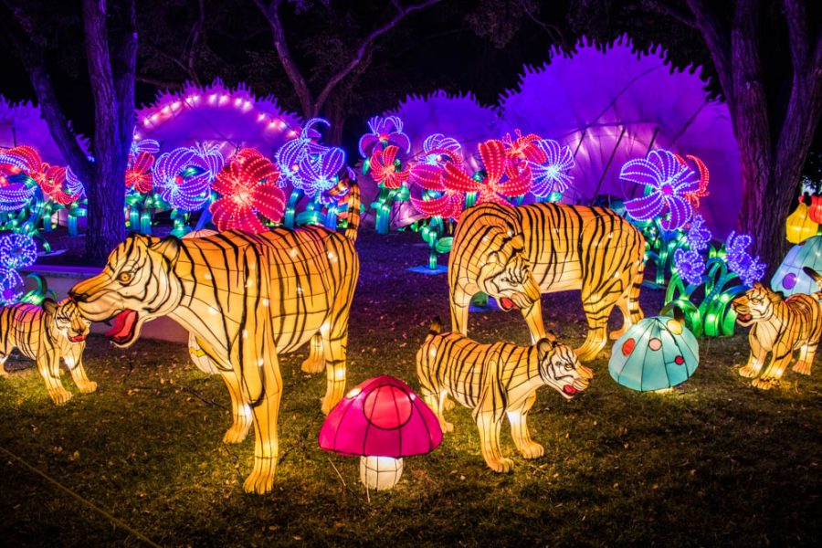 A family of tigers at the Chinese Lantern Festival in Albuquerque. Photo by Chris Dorantes