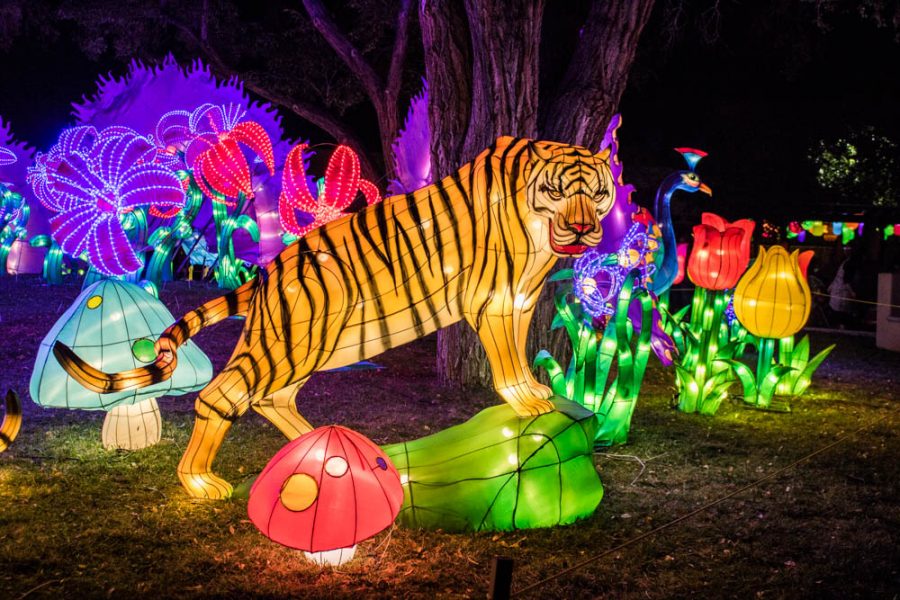 Getting stared down by a ferocious tiger at the Chinese Lantern Festival in Albuquerque. Photo by Chris Dorantes